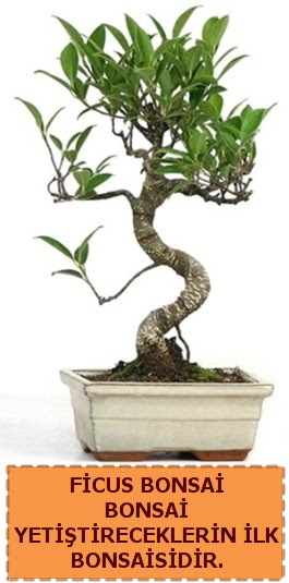 Ficus bonsai 15 ile 25 cm arasndadr  Erzurum online iek gnderme sipari 