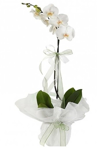 Tekli Beyaz Orkide  Erzurum hediye sevgilime hediye iek 