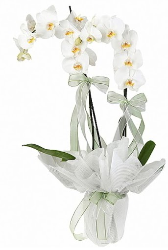 ift Dall Beyaz Orkide  Erzurum iek gnderme 