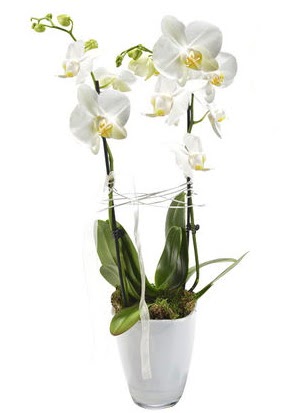 2 dall beyaz seramik beyaz orkide sakss  Erzurum iek siparii vermek 