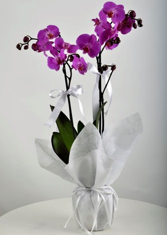 ift dall saksda mor orkide iei  Erzurum yurtii ve yurtd iek siparii 