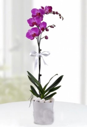 Tek dall saksda mor orkide iei  Erzurum kaliteli taze ve ucuz iekler 
