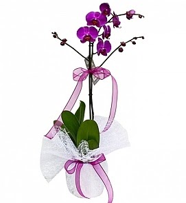 Tek dall saksda ithal mor orkide iei  Erzurum kaliteli taze ve ucuz iekler 