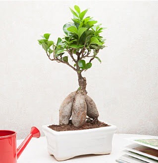 Exotic Ficus Bonsai ginseng  Erzurum iek , ieki , iekilik 
