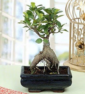 Appealing Ficus Ginseng Bonsai  Erzurum iek gnderme 