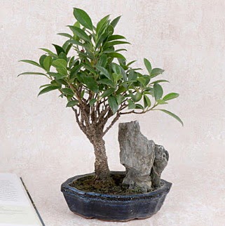 Japon aac Evergreen Ficus Bonsai  Erzurum iek siparii vermek 
