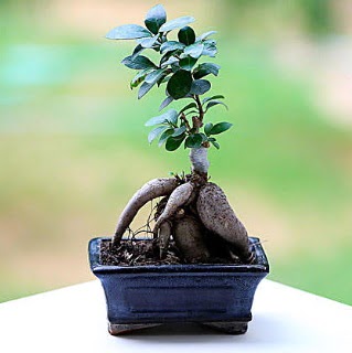 Marvellous Ficus Microcarpa ginseng bonsai  Erzurum yurtii ve yurtd iek siparii 