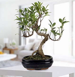 Gorgeous Ficus S shaped japon bonsai  Erzurum iek siparii sitesi 