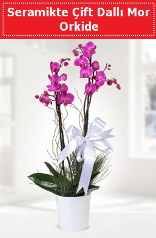 Seramikte Çift Dallı Mor Orkide  Erzurum çiçek gönderme 