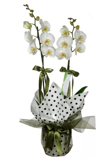 ift Dall Beyaz Orkide  Erzurum iek yolla 