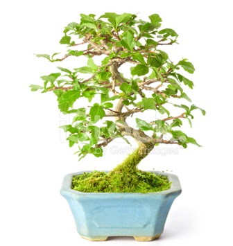 S zerkova bonsai ksa sreliine  Erzurum internetten iek siparii 