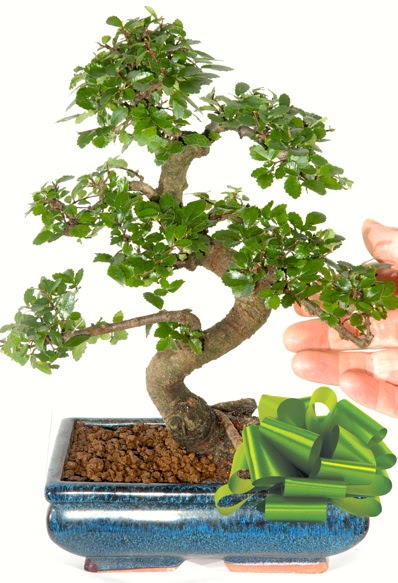 Yaklak 25 cm boyutlarnda S bonsai  Erzurum iek servisi , ieki adresleri 