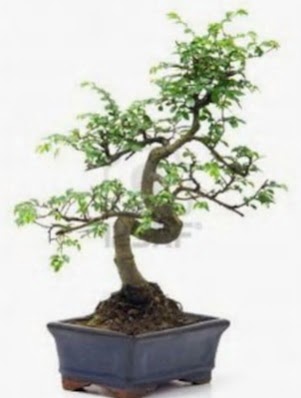 S gvde bonsai minyatr aa japon aac  Erzurum uluslararas iek gnderme 