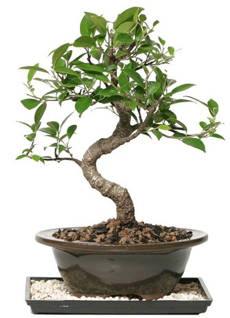 Altn kalite Ficus S bonsai  Erzurum cicekciler , cicek siparisi  Sper Kalite