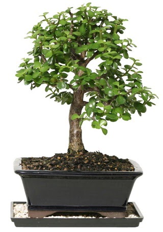 15 cm civar Zerkova bonsai bitkisi  Erzurum iek servisi , ieki adresleri 