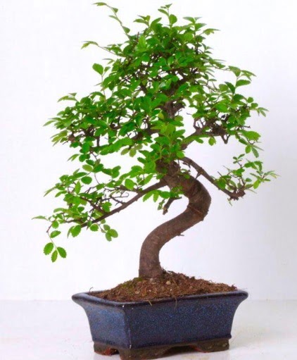 S gvdeli bonsai minyatr aa japon aac  Erzurum iek siparii vermek 