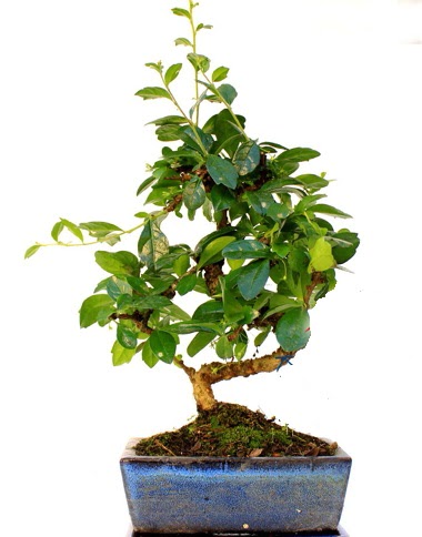 S gvdeli carmina bonsai aac  Erzurum online iek gnderme sipari  Minyatr aa