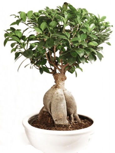 Ginseng bonsai japon aac ficus ginseng  Erzurum internetten iek siparii 