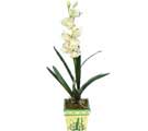 Özel Yapay Orkide Beyaz   Erzurum internetten çiçek satışı 