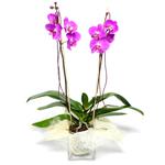  Erzurum uluslararası çiçek gönderme  Cam yada mika vazo içerisinde  1 kök orkide