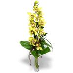  Erzurum internetten çiçek siparişi  cam vazo içerisinde tek dal canli orkide