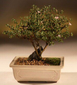 ithal bonsai saksi çiçegi  Erzurum ucuz çiçek gönder 