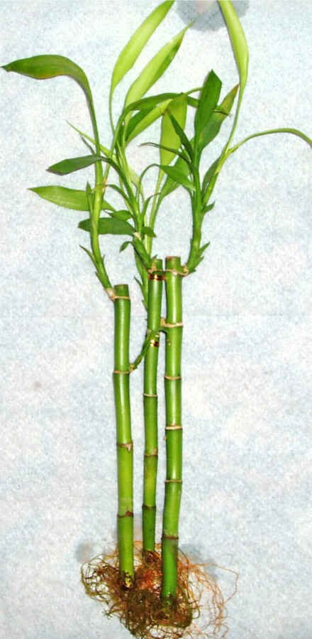 Lucky Bamboo 3 adet vazo hediye edilir   Erzurum iek yolla , iek gnder , ieki  