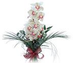  Erzurum çiçek servisi , çiçekçi adresleri  Dal orkide ithal iyi kalite