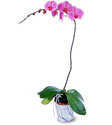 Erzurum İnternetten çiçek siparişi  Orkide ithal kaliteli orkide 