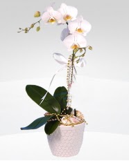 1 dallı orkide saksı çiçeği  Erzurum internetten çiçek satışı 