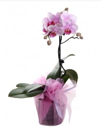 1 dal pembe orkide saksı çiçeği  Erzurum hediye çiçek yolla 
