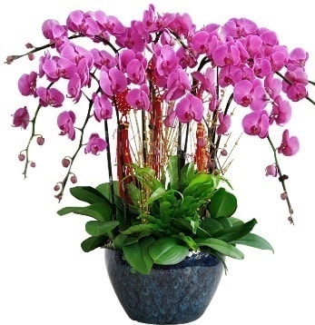 9 dallı mor orkide  Erzurum çiçek yolla 