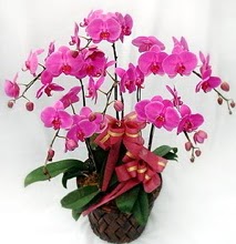 Sepet içerisinde 5 dallı lila orkide  Erzurum anneler günü çiçek yolla 