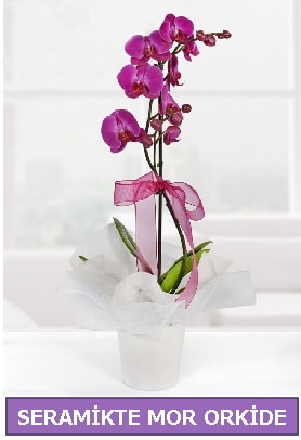 Seramik içerisinde birinci kalite tek dallı mor orkide  Erzurum internetten çiçek siparişi 