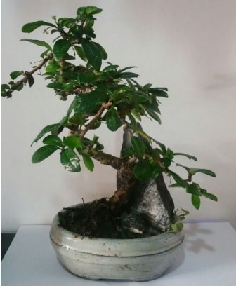 S şeklinde ithal bonsai ağacı  Erzurum online çiçek gönderme sipariş 