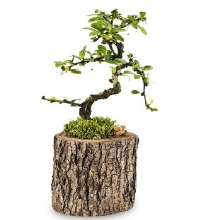 Doğal kütükte S bonsai ağacı  Erzurum uluslararası çiçek gönderme 