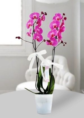 Çift dallı mor orkide  Erzurum kaliteli taze ve ucuz çiçekler 